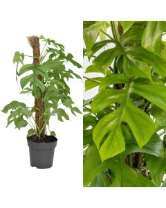 Philodendron minima mosstok v.19 h.90