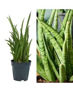 Sansevieria cylindrica v.12 h.40