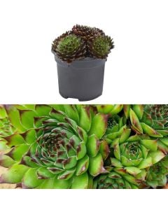 Sempervivum mix v.9 h.10
