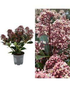 Skimmia japonica rubella v.13 h.30-40