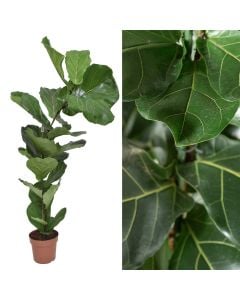 Ficus lyrata v.21 h.135