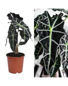 Alocasia polly v.17 h.45-60