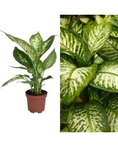 Dieffenbachia v.9 h.30