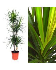 Dracaena marginata 4 plant v.27 h.140-160