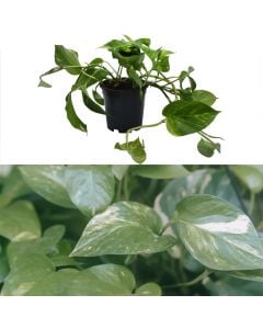 Epipremnum v.15 h.35