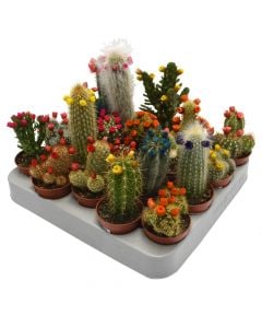 Cactus decorated v.5 h.8