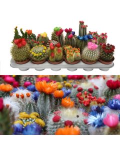 Cactus decorated v.8 h.12