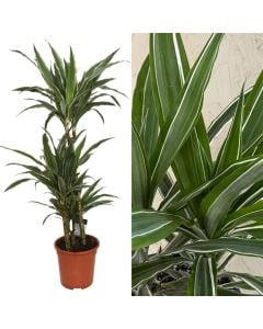 Dracaena warneckei 3 plant v.21 h.100