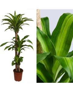 Dracaena massangeana 3 plant v.27 h.185