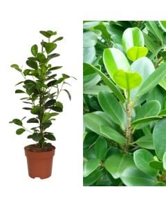 Ficus moclame pyramid v.17 h.70