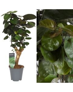 Polyscias fabian v.14 h.50