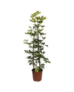 Schefflera arbor 3 plant v.21 h.120