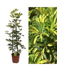 Schefflera arbor 3 plant v.21 h.120