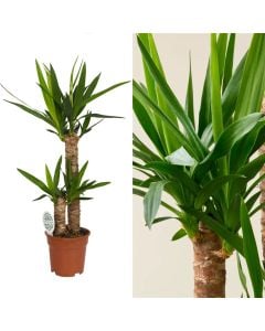 Yucca 3 plant v.21 h.100