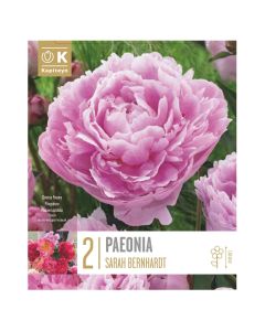 Perennial bulbs, paeonia lactiflora sarah bernhardt , 2 pieces/pack