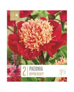 Perennial bulbs, paeonia lactiflora nippon beauty, 2 pieces/pack