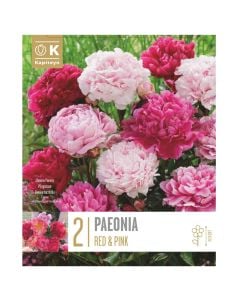 Perennial bulbs, paeonia lactiflora red pink mix, 2 pieces/pack