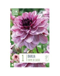 Bulbs, dahlia creme de cassis, 1 pieces/pack