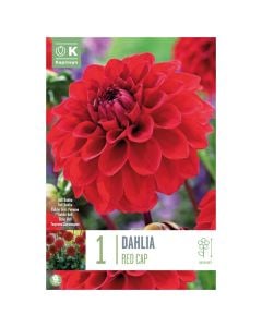 Bulba, dahlia red cap, 1 copë/pako