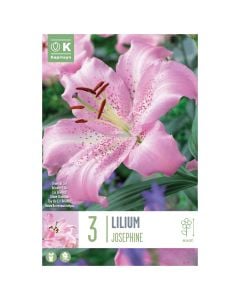 Bulba, lilium josephine, 3 copë/pako