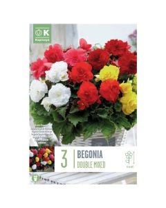 Bulba, begonia double mixed colours, 3 copë/pako