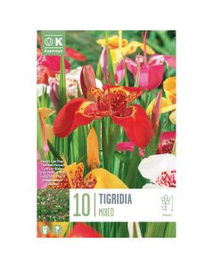 Bulba, tigridia pavonia mixed, 10 copë/pako