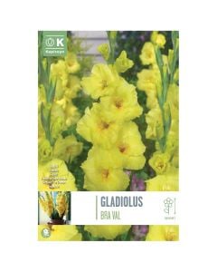Bulba, gladiolus bra val