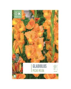 Bulba, gladiolus peche melba