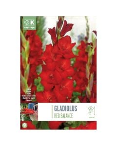 Bulbs, gladiolus red balance