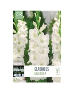 Bulba, gladiolus nova zembla