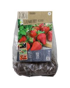 Bulba, luleshtrydhe ostara, 2 copë/pako