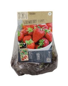 Bulba, luleshtrydhe elsanta, 2 copë/pako