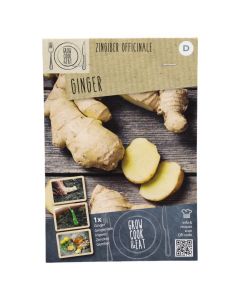 Bulbs, zingiber officinale, 1 pieces/pack