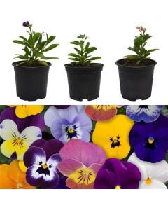 Chico viola, viola asterias v.13 h.20