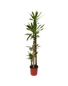 Dracaena golden coast v.27 h.185