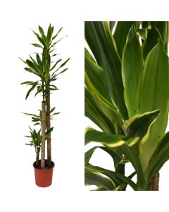 Dracaena golden coast v.27 h.185