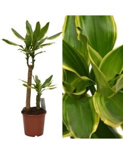 Dracaena steudneri v.17 h.75