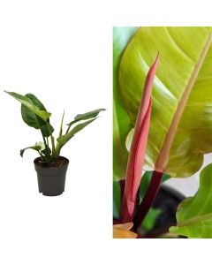 Philodendron mix v.13 h.30-40