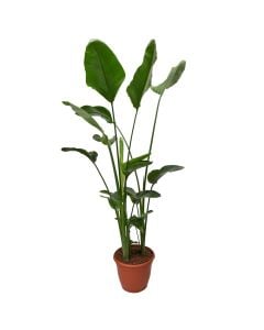 Strelitzia nicolai v.32 h.190-250