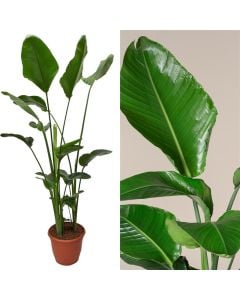 Strelitzia nicolai v.32 h.190-250