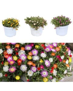 Delosperma colorato v.14