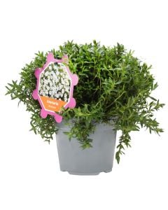 Arenaria montana v.14