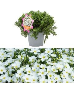 Arenaria montana v.14