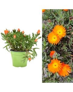 Lampranthus aurantiacus v.14