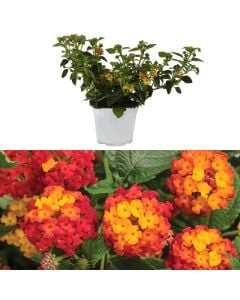 Lantana camara v.14