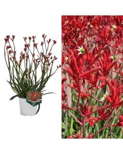 Anigozanthos v.14