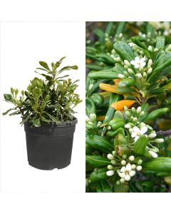 Pittosporum v.17 h.25-30