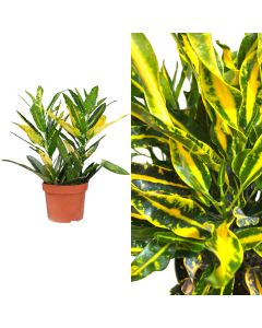 Codiaeum v.13 h.40
