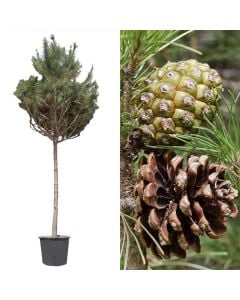 Pishe, pinus pinea v.80 h.420