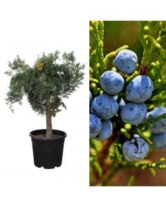 Juniperus v.30 h.130